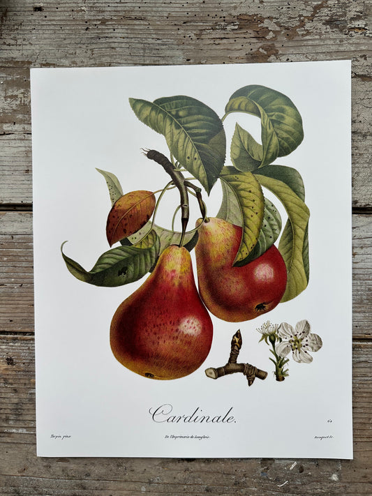 Cardinale