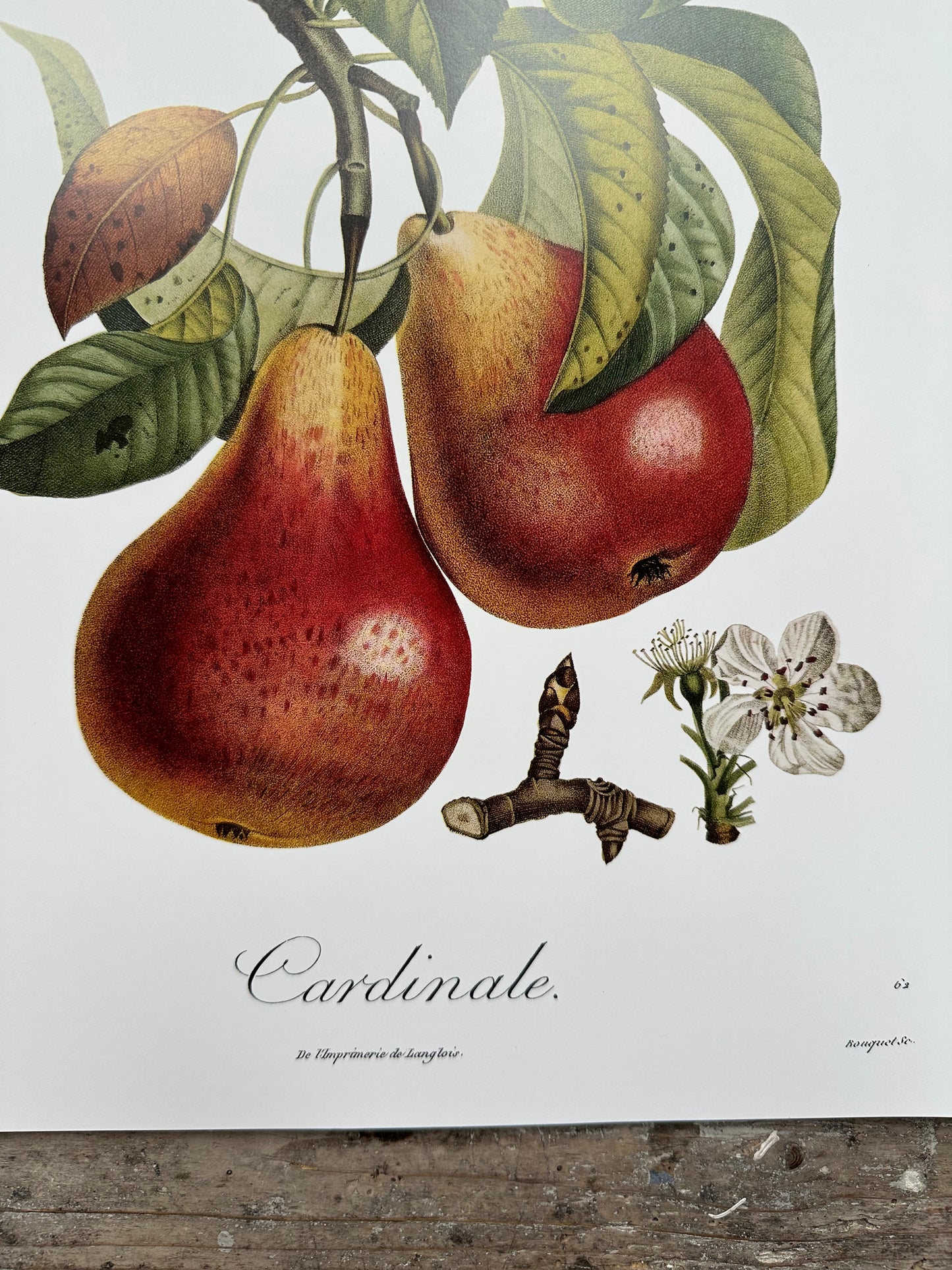 Cardinale