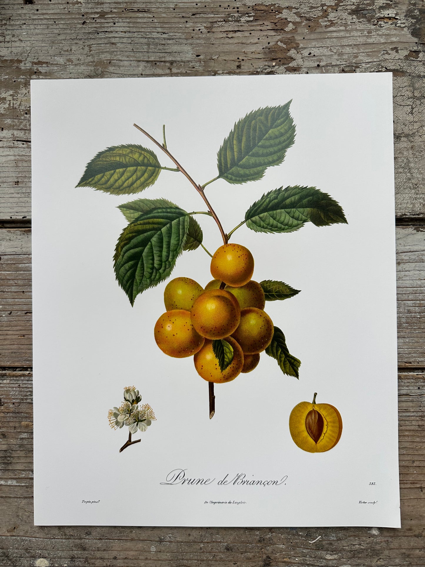Prune de briancon