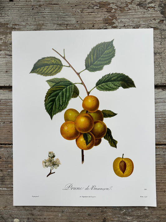 Prune de briancon