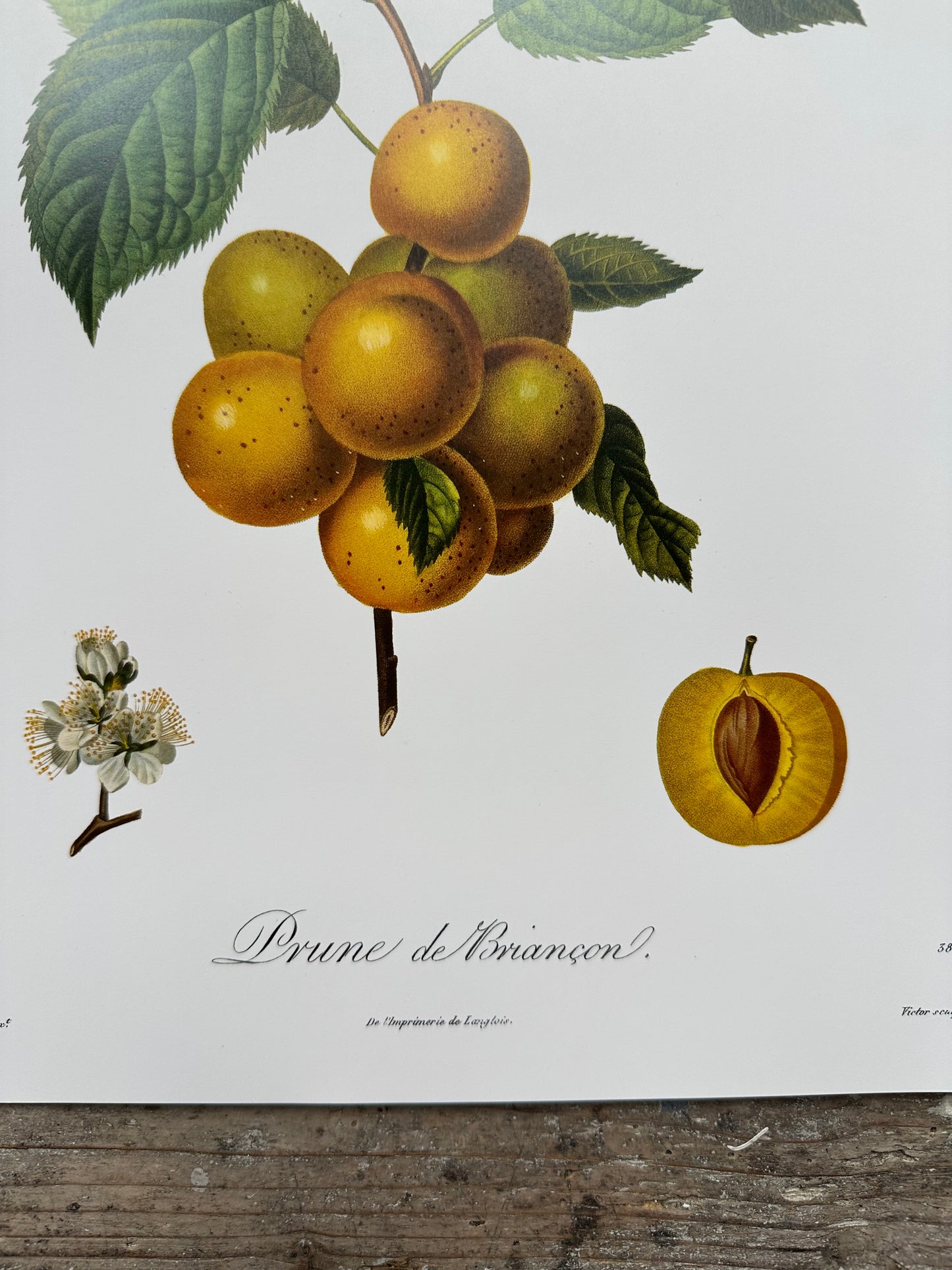 Prune de briancon