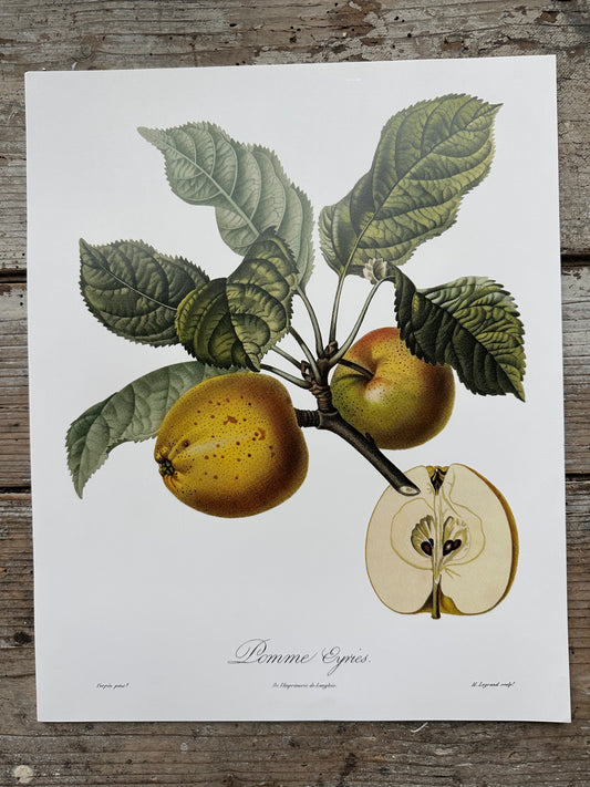 Pomme eyries