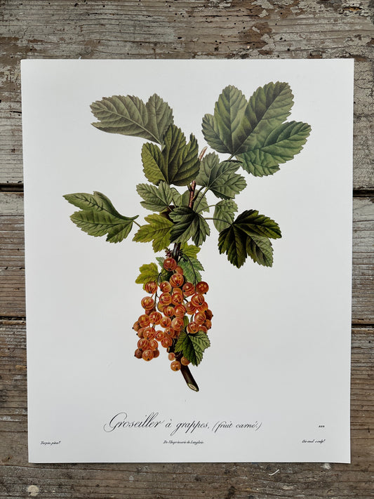 Groseiller à grappes
