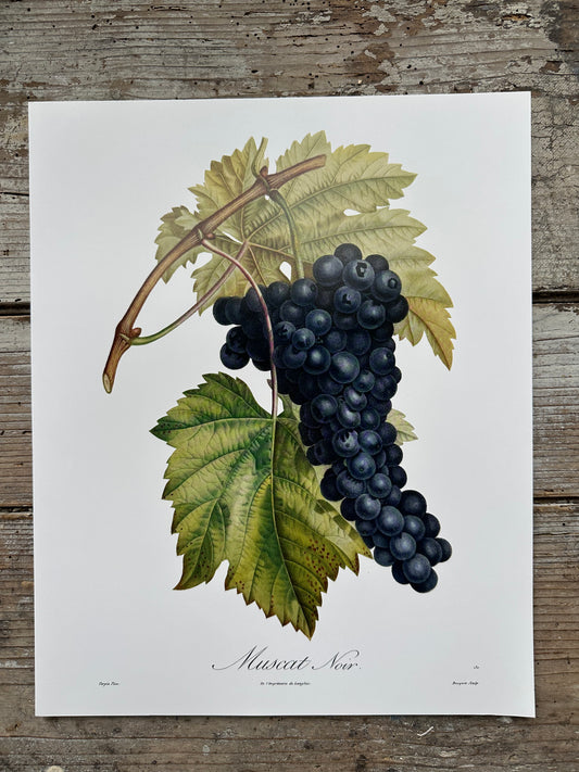 Muscat noir