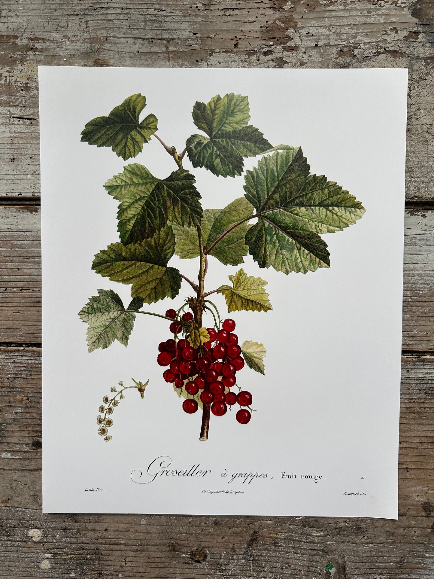 Groseiller à grappe
