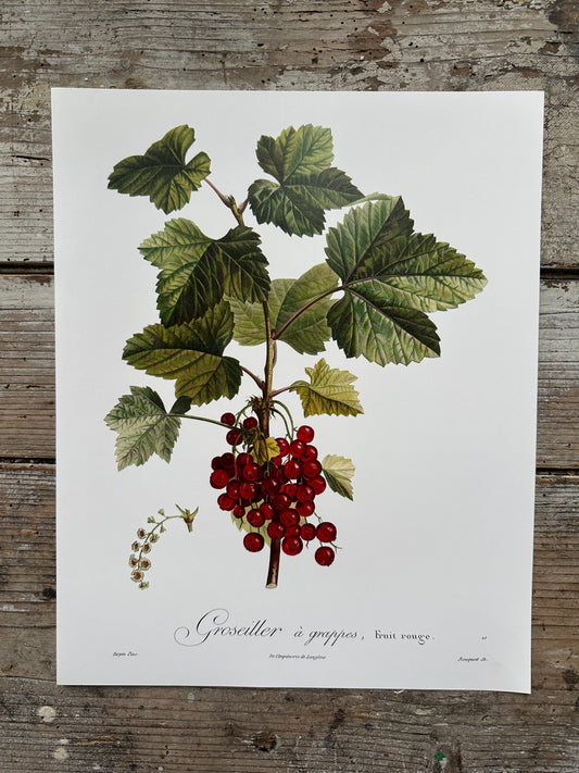 Groseiller à grappe