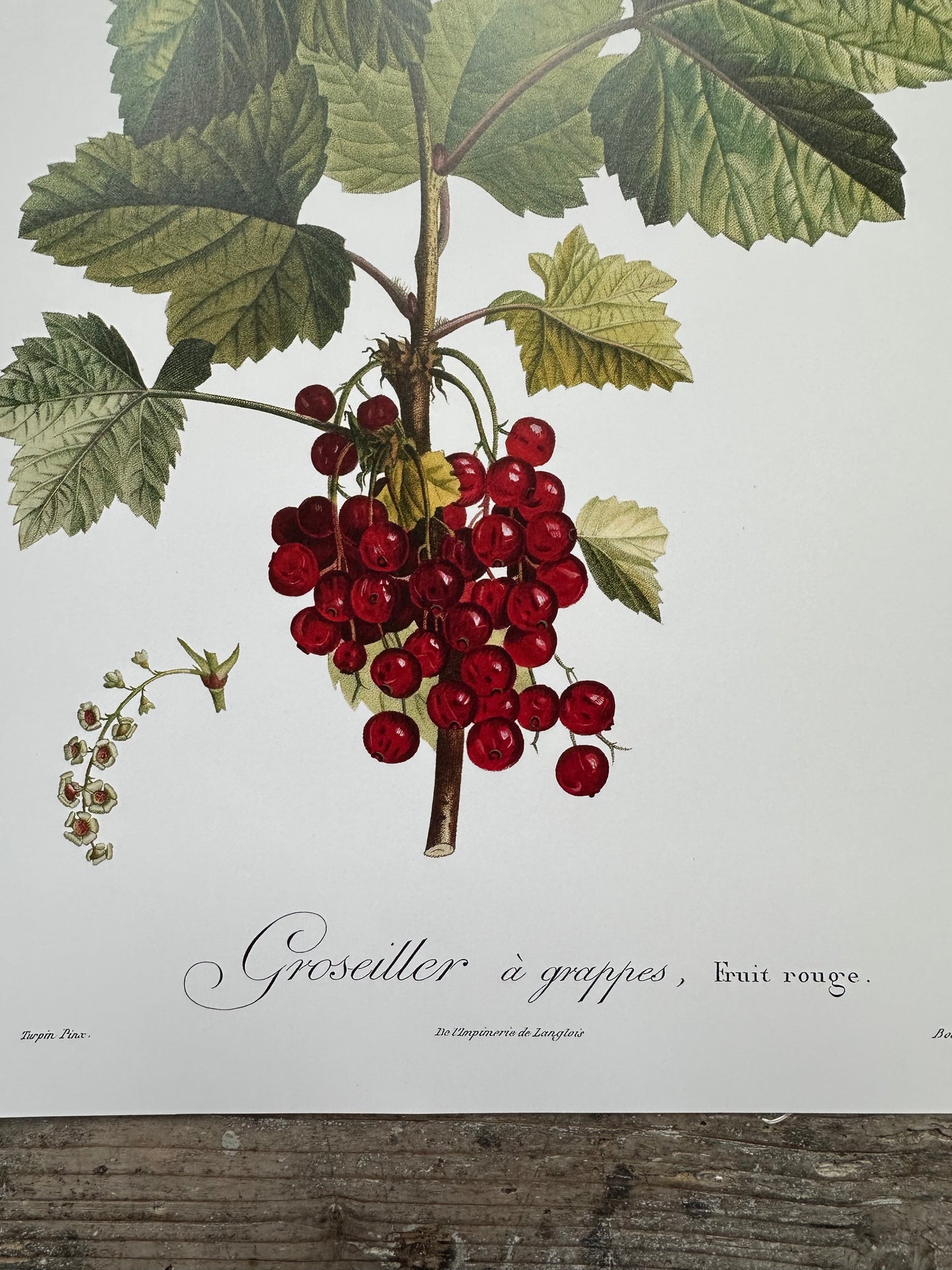 Groseiller à grappe