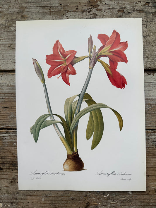 Amaryllis brésilienne