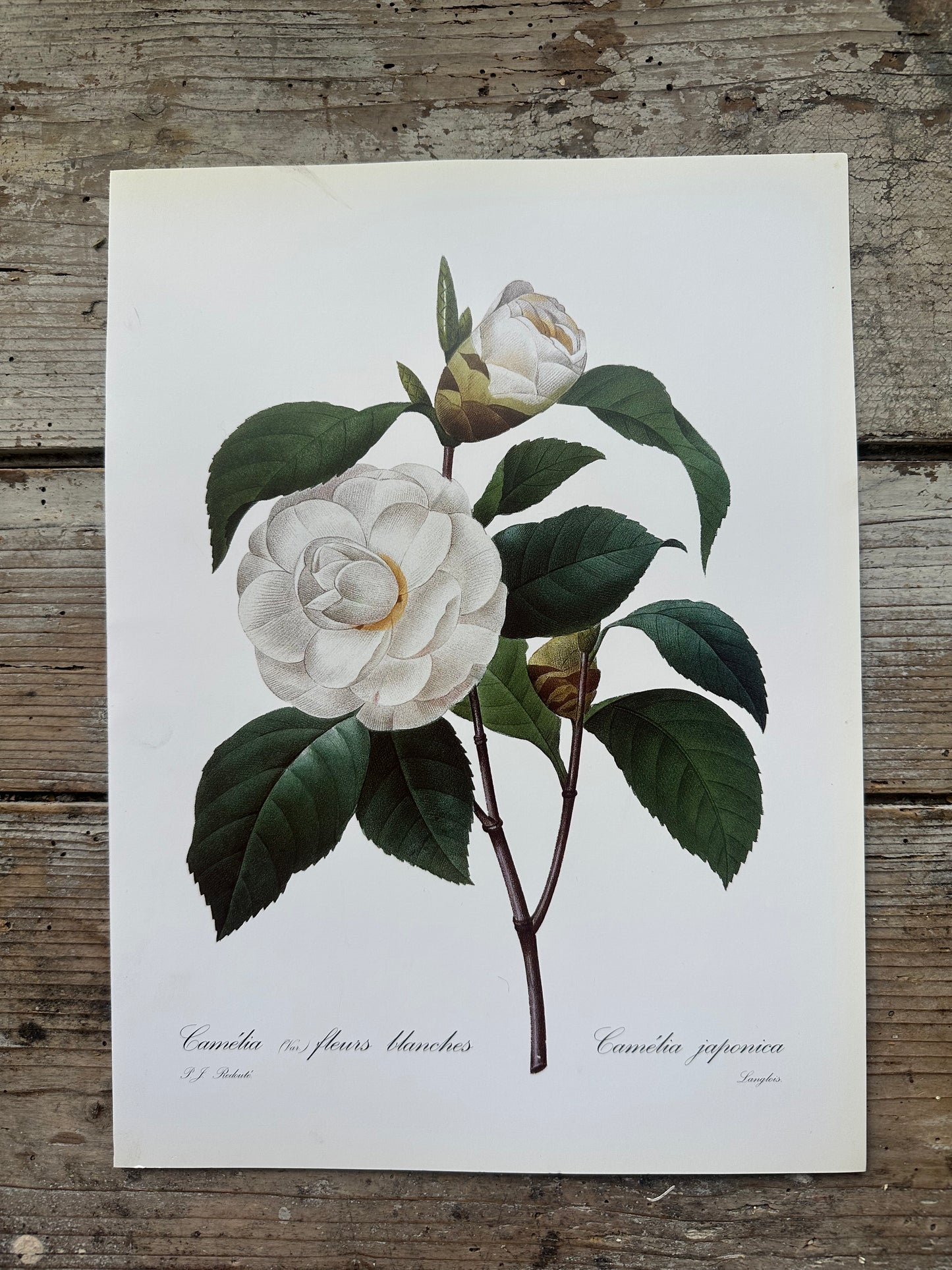 Camélia fleurs blanches