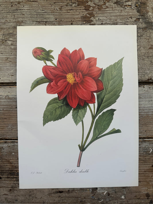 Dahlia double
