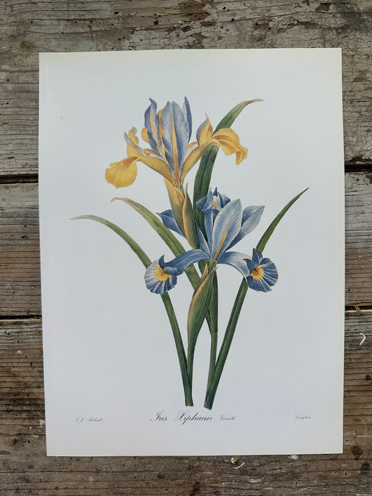 Iris