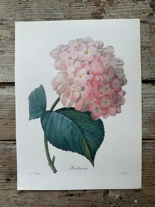 Hortensia