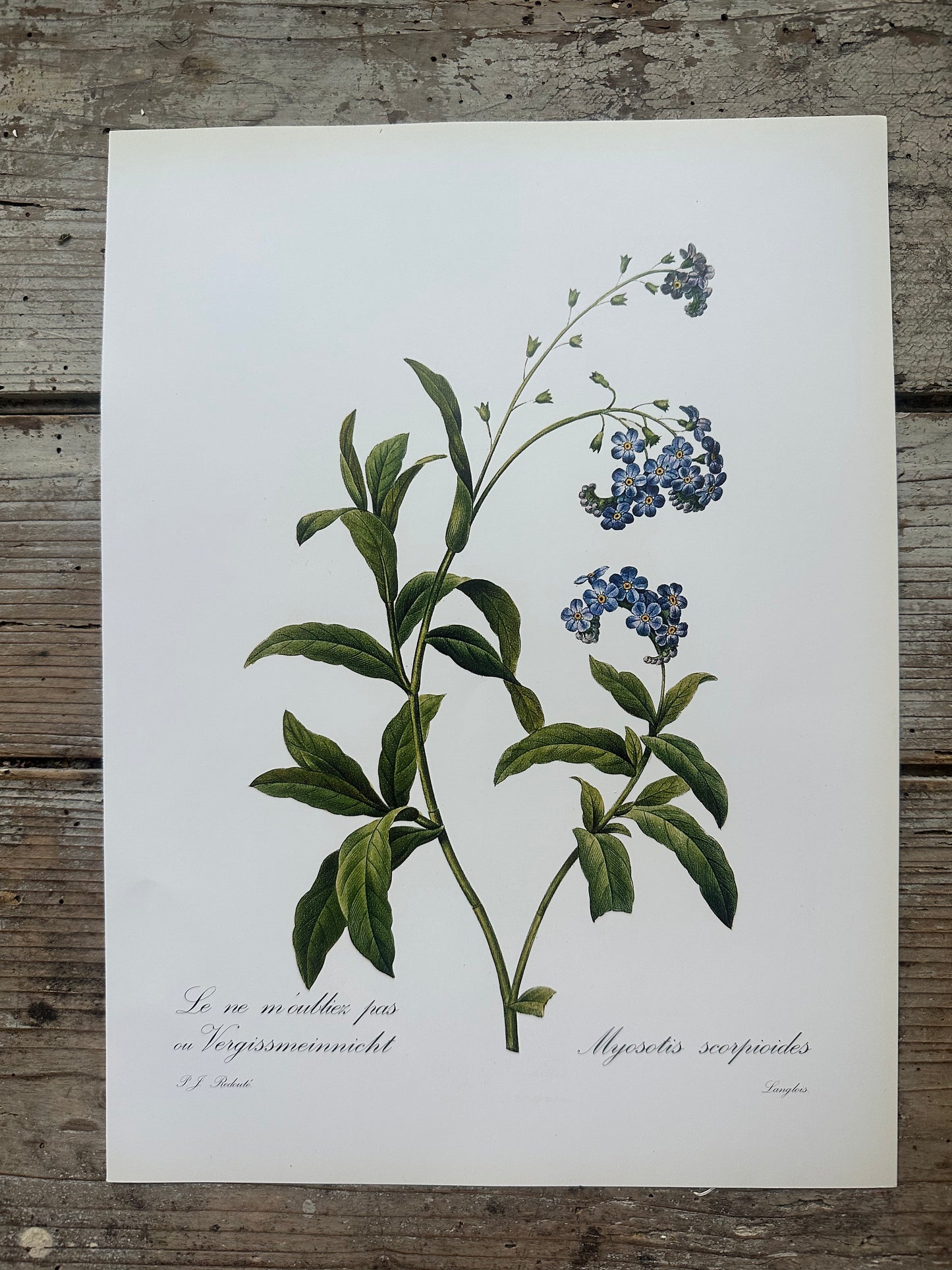 Myosotis