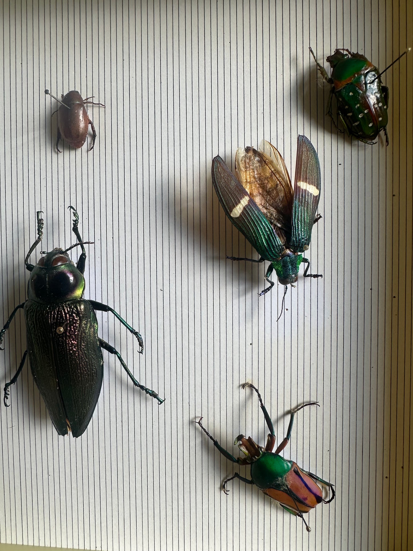 Insectes colorés