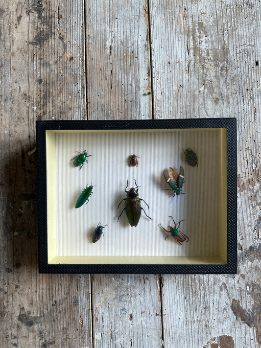 Insectes colorés