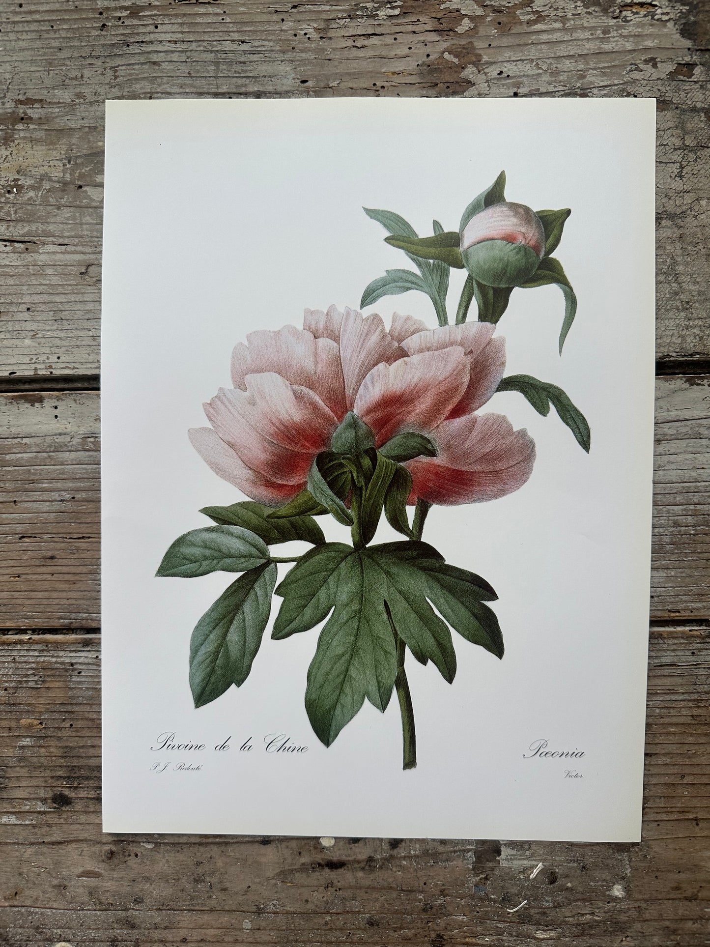 Pivoine de la Chine