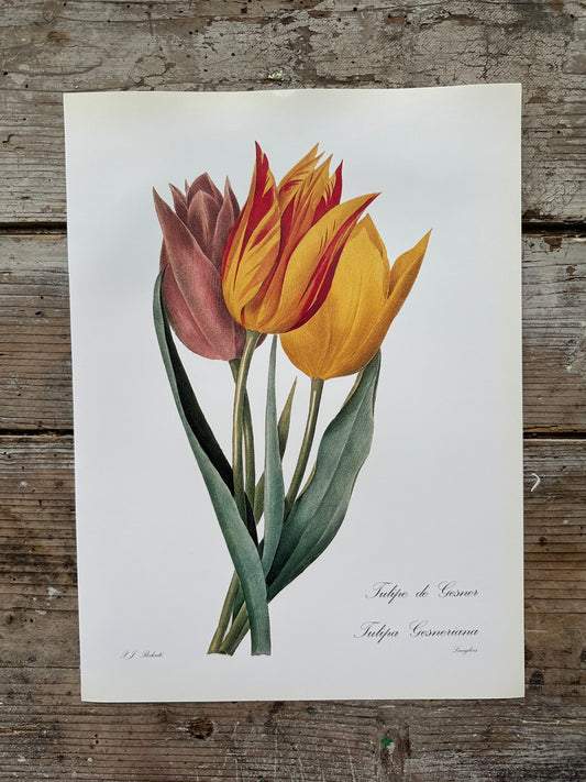 Tulipe de gesner