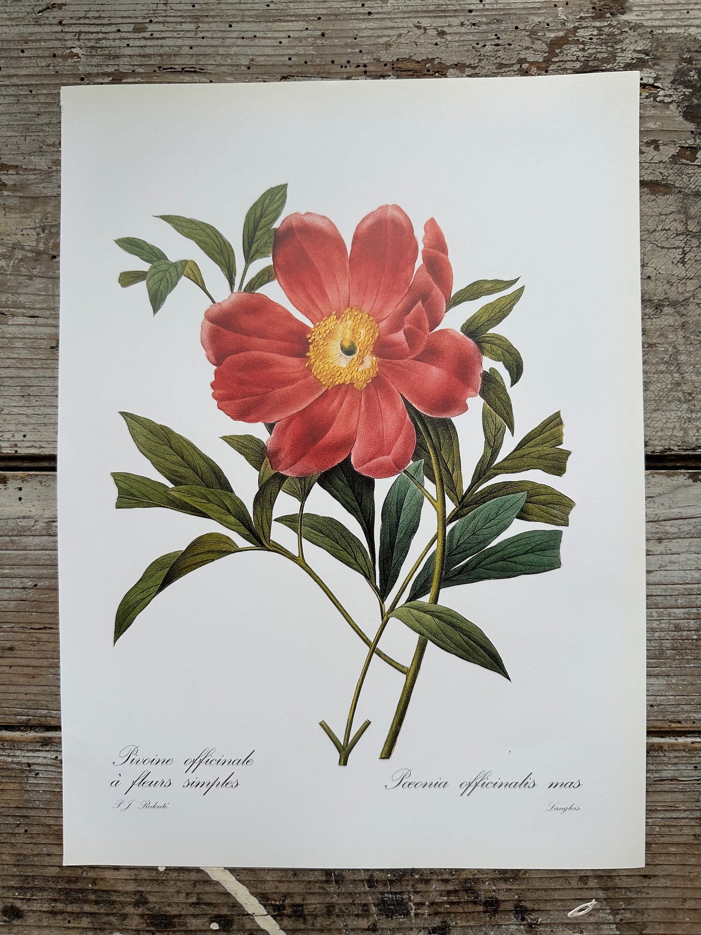 Pivoine officinale