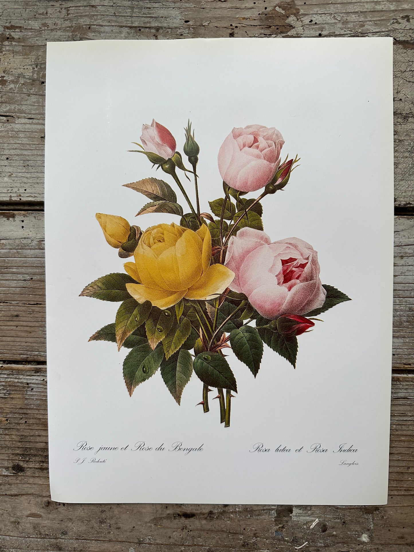 Rose jaune et rose du Bengale