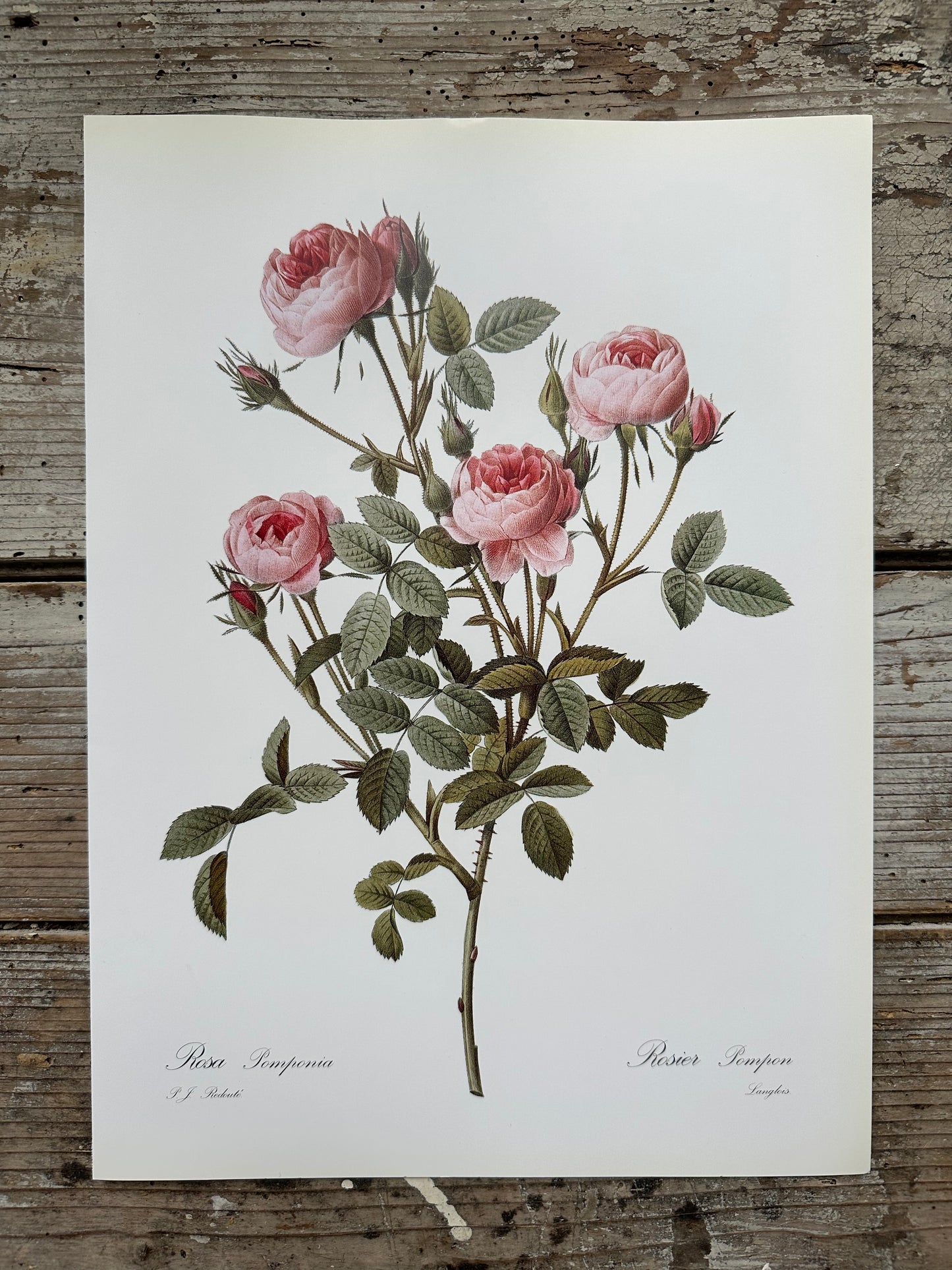 Rosier pompon
