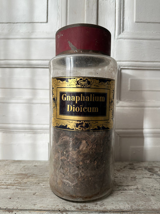 Gnaphalium dioicum