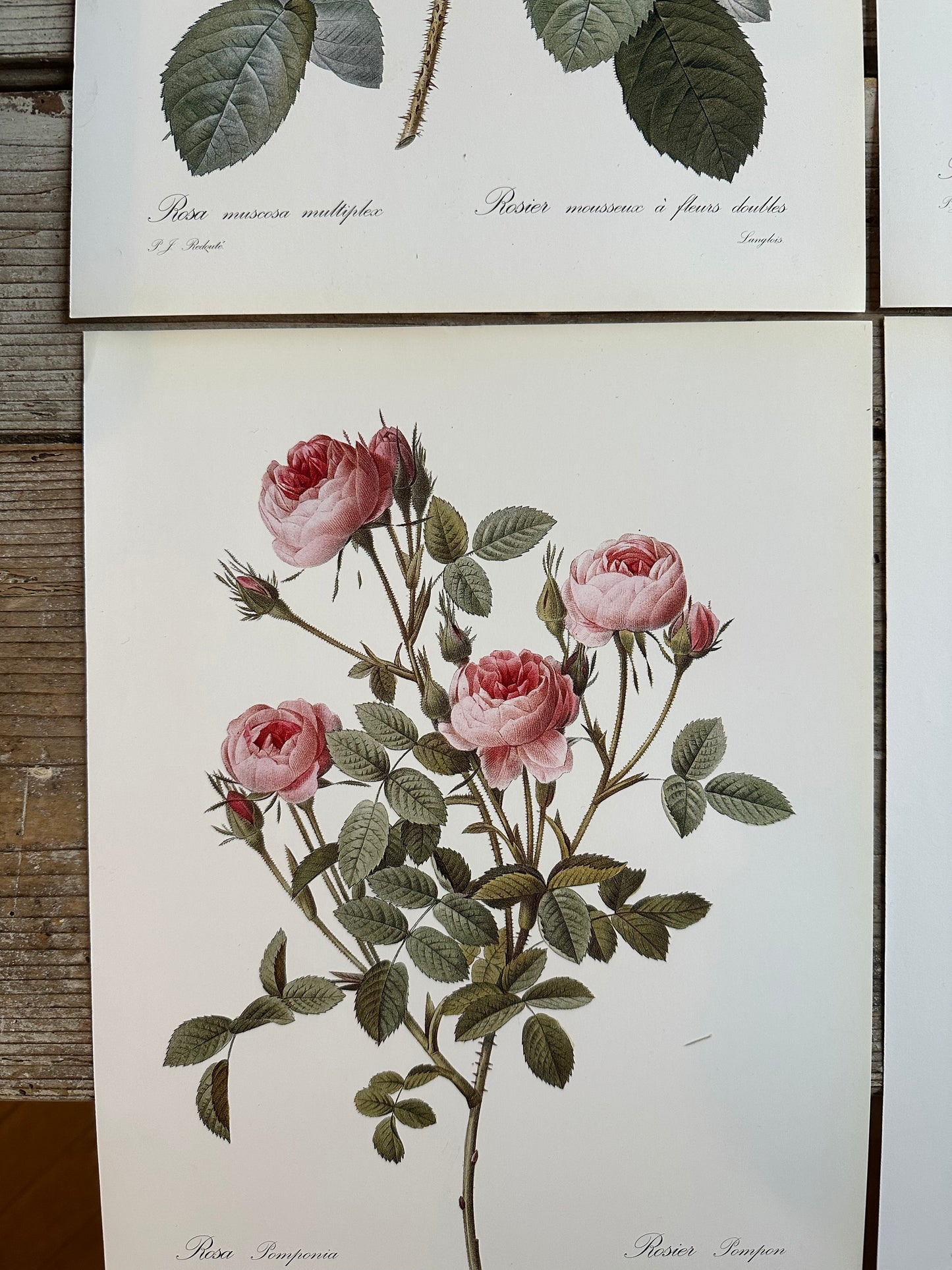 Lot de 6 planches roses