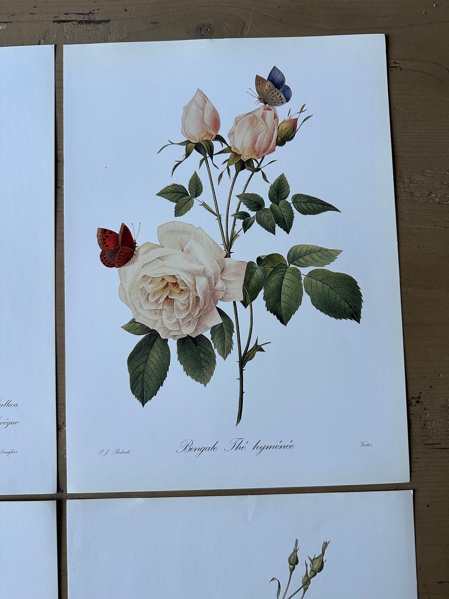 Lot de 4 planches roses