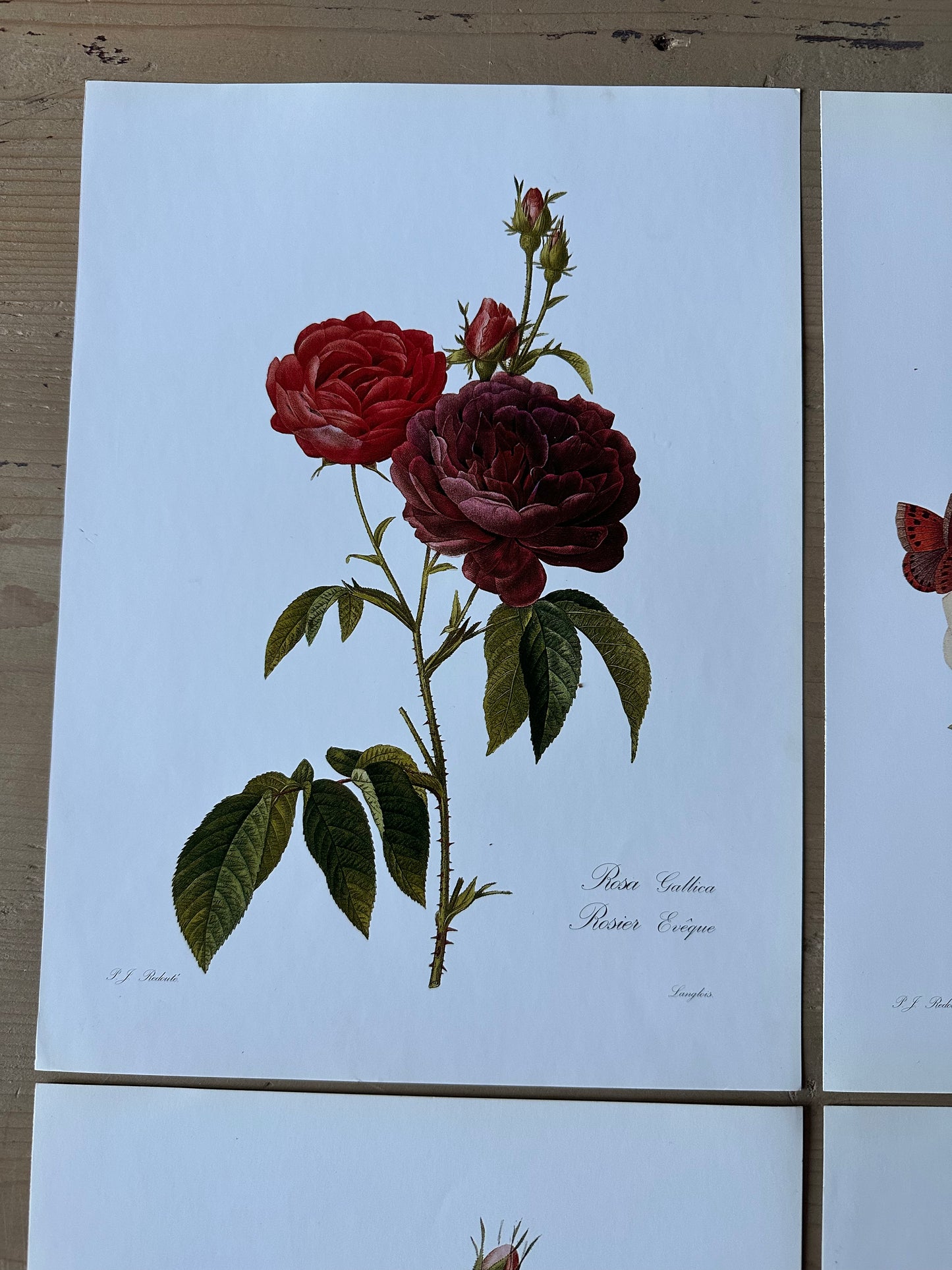 Lot de 4 planches roses