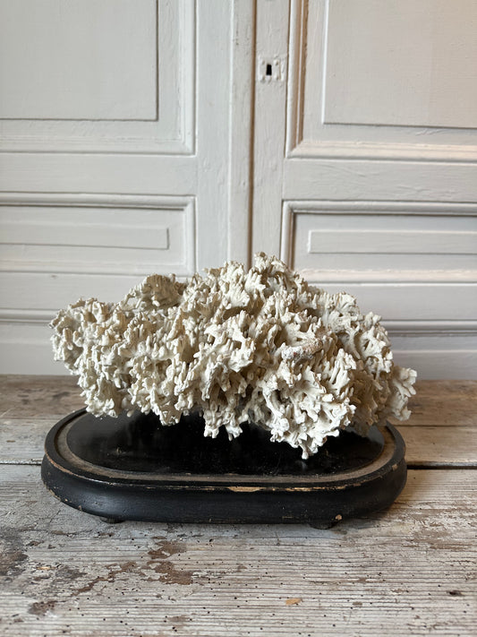 Corail