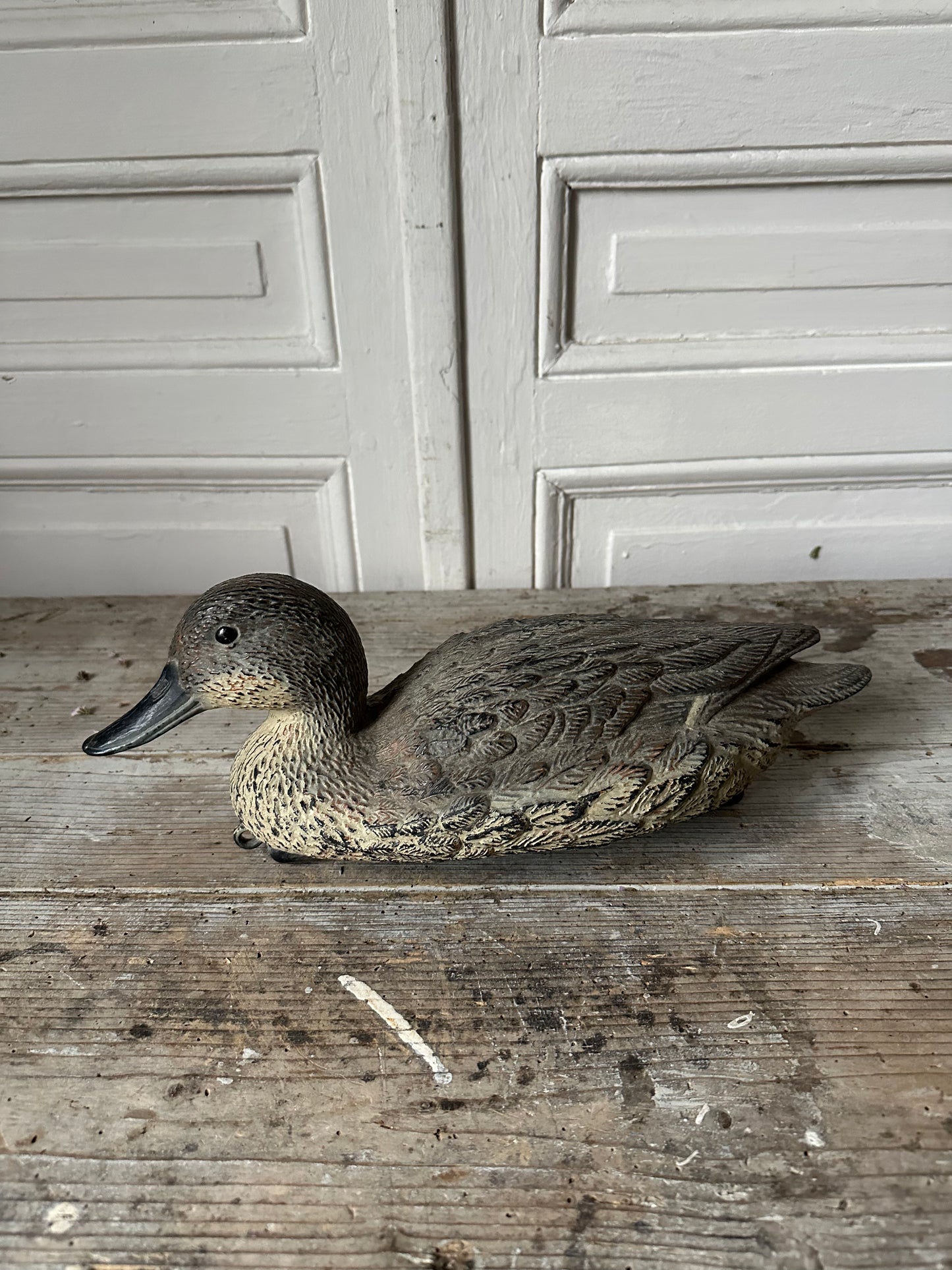 Canard appelant