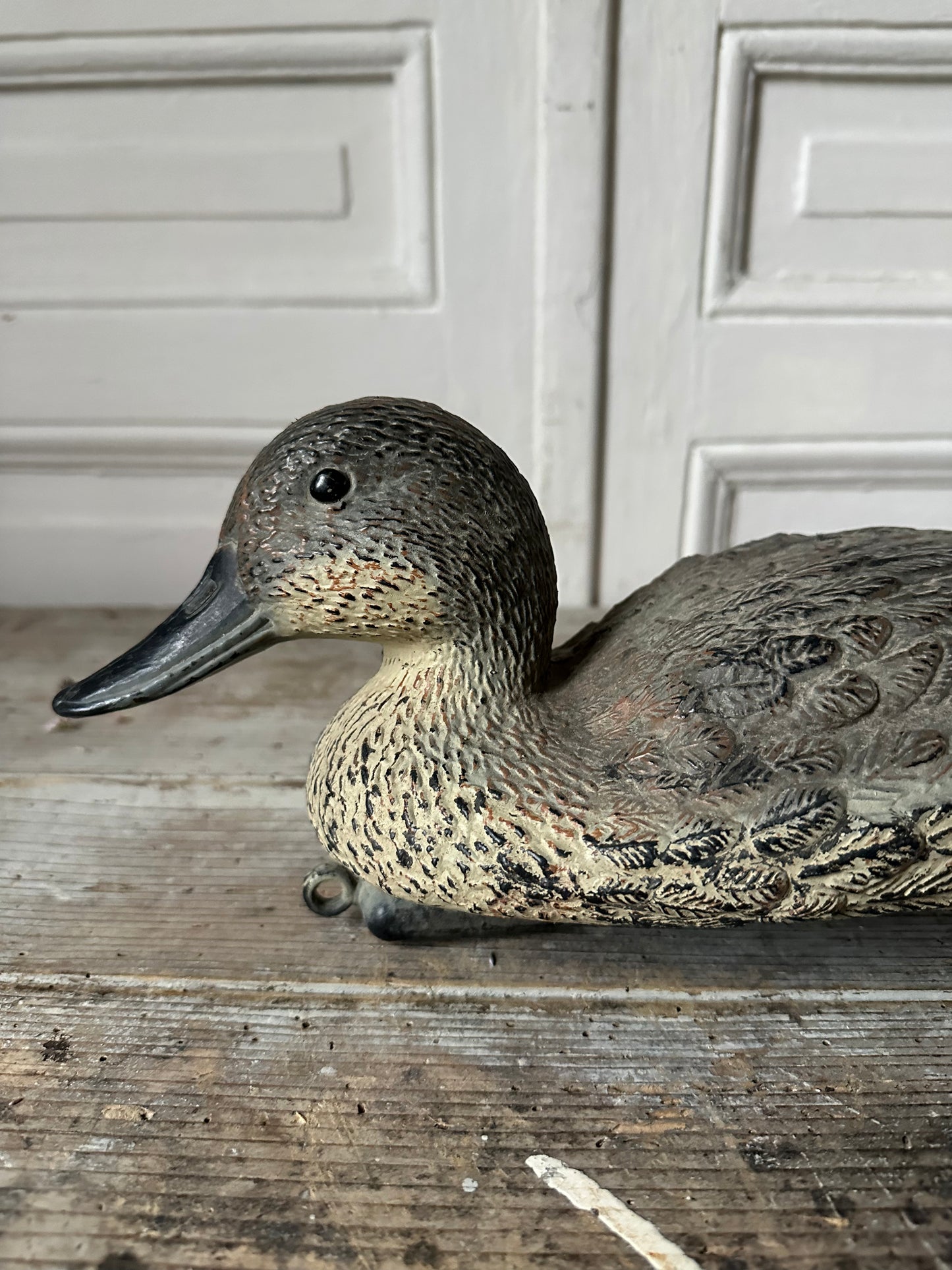 Canard appelant
