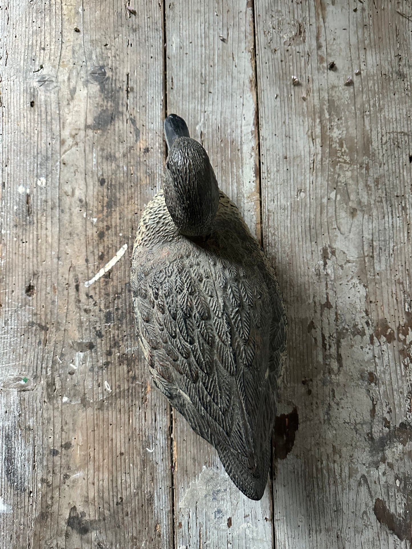 Canard appelant