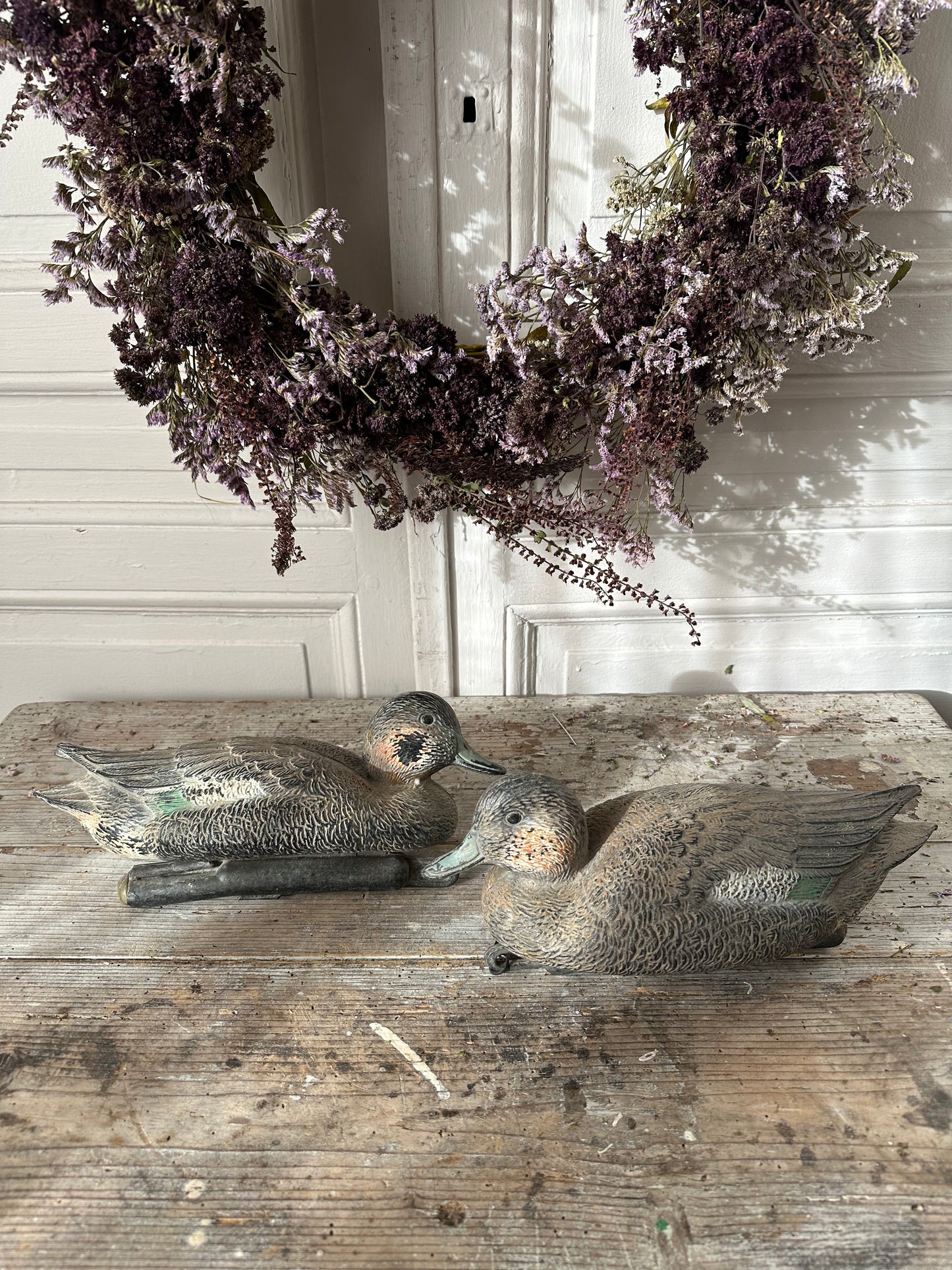 Canard appelant