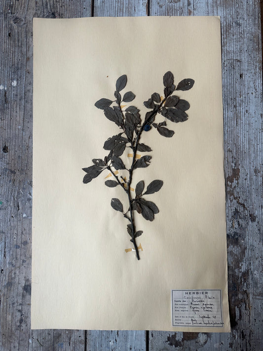 Herbier