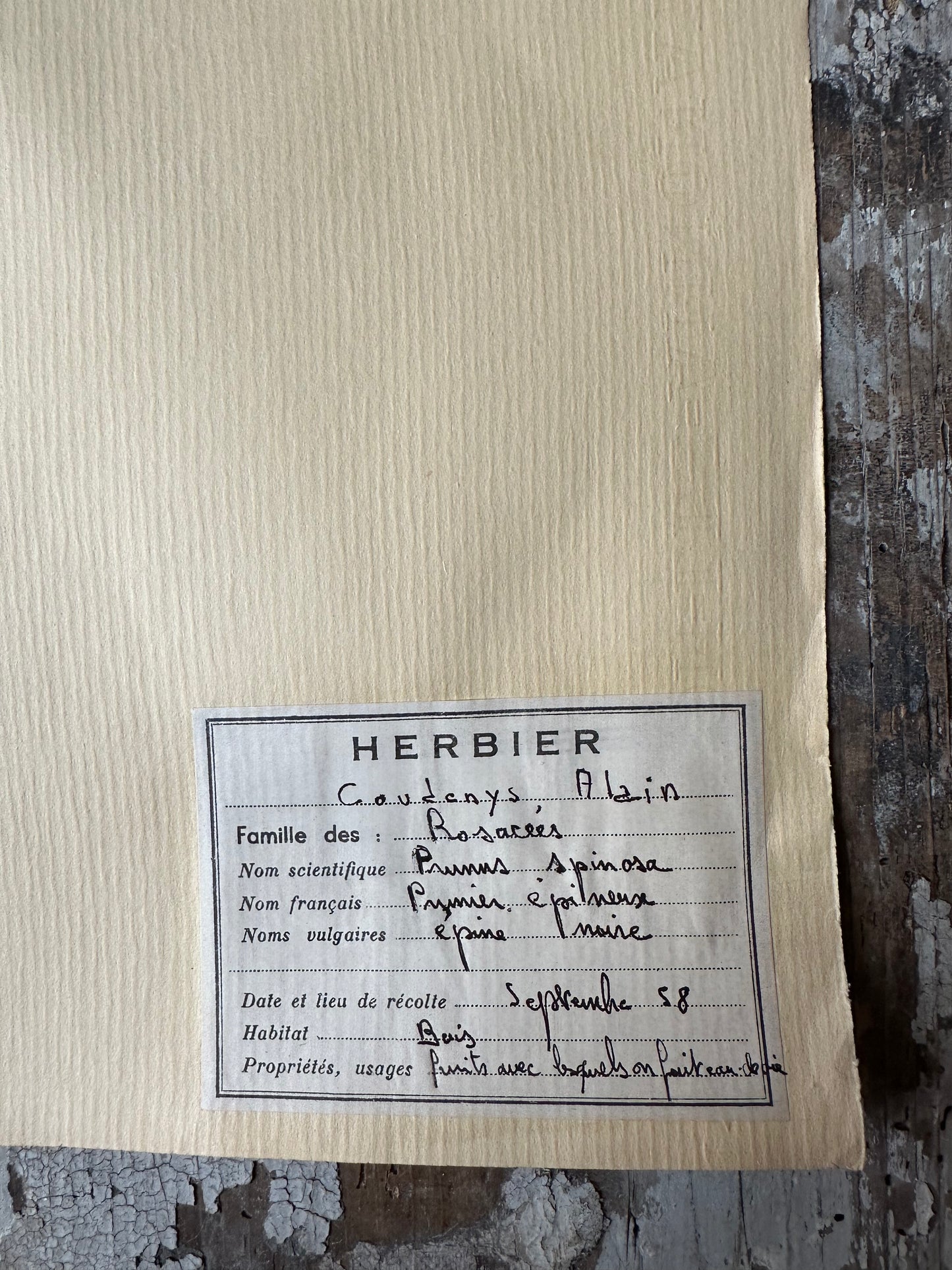 Herbier