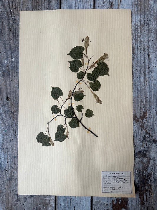 Herbier