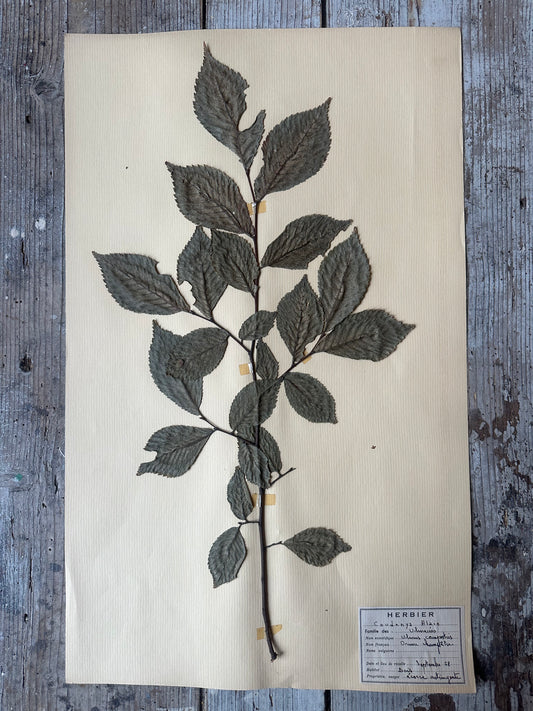 Herbier