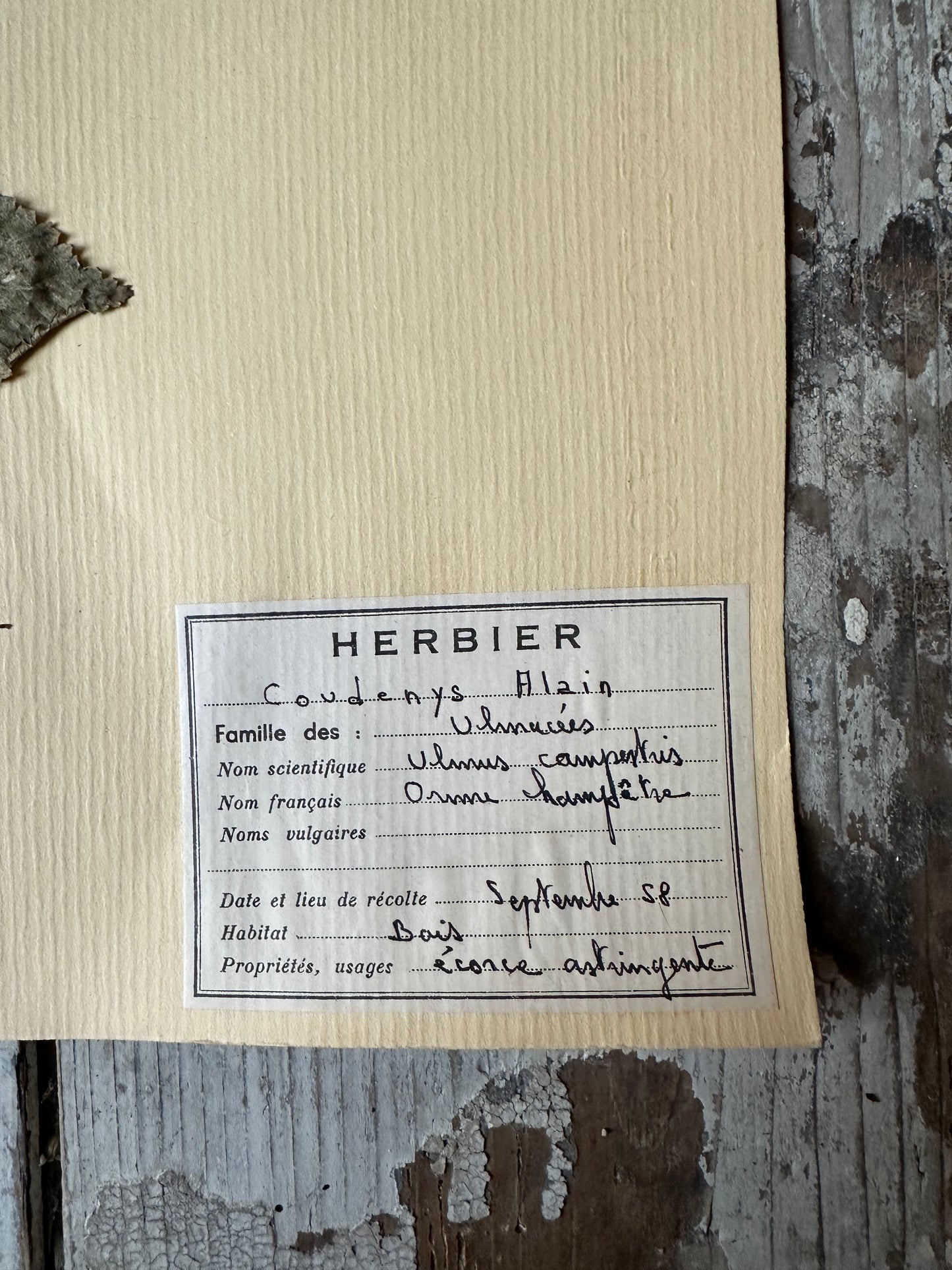 Herbier