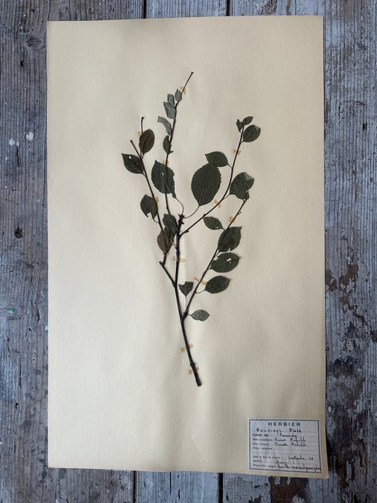 Herbier