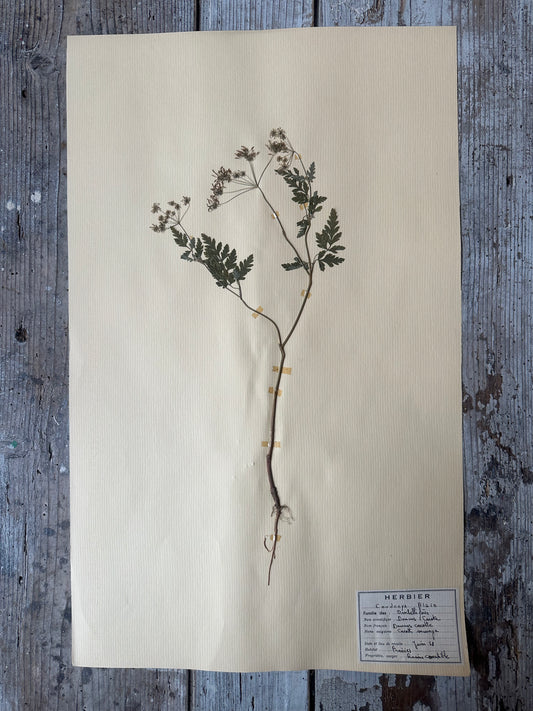 Herbier