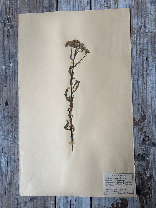 Herbier
