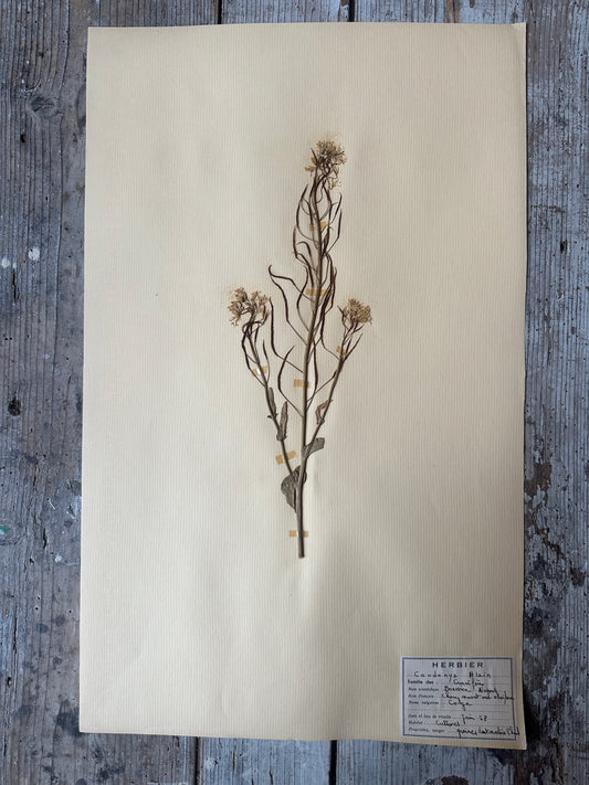 Herbier