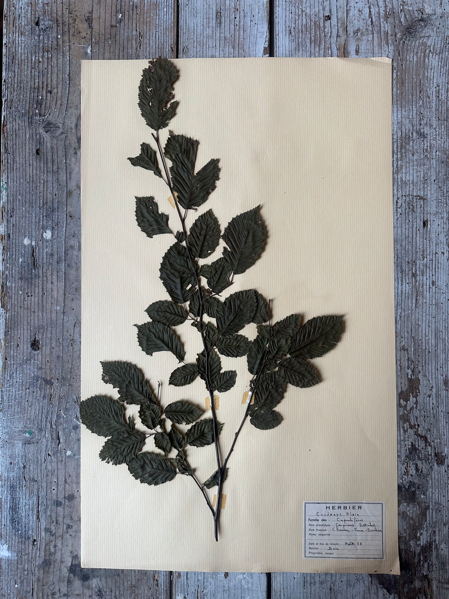 Herbier