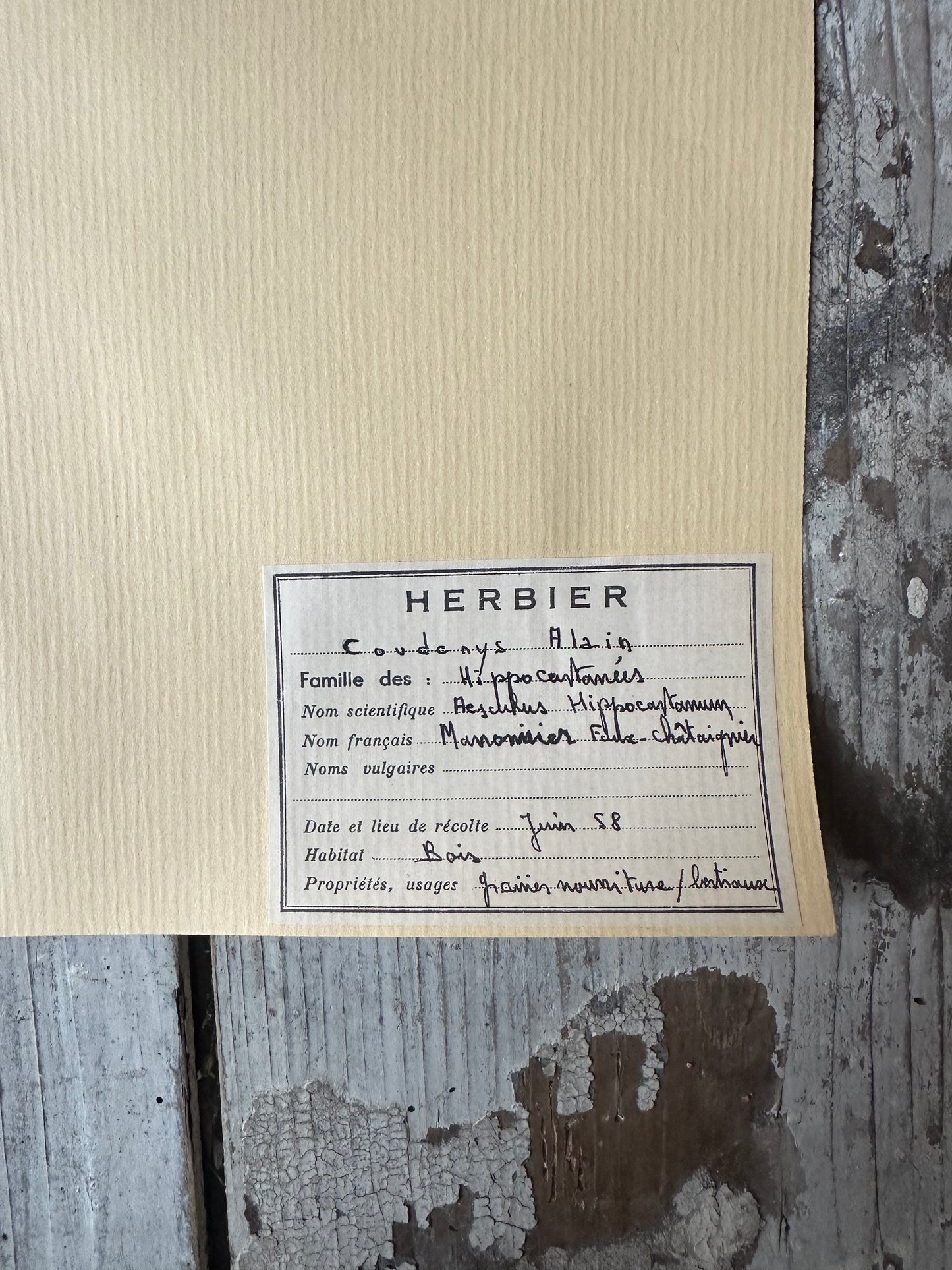 Herbier