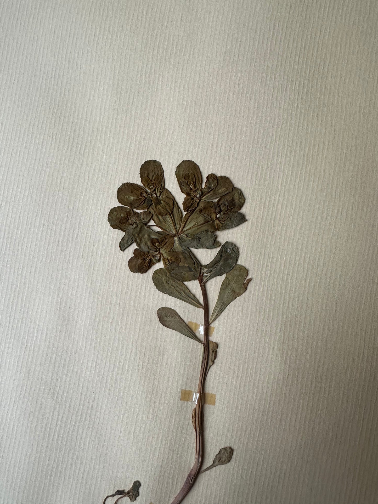 Herbier