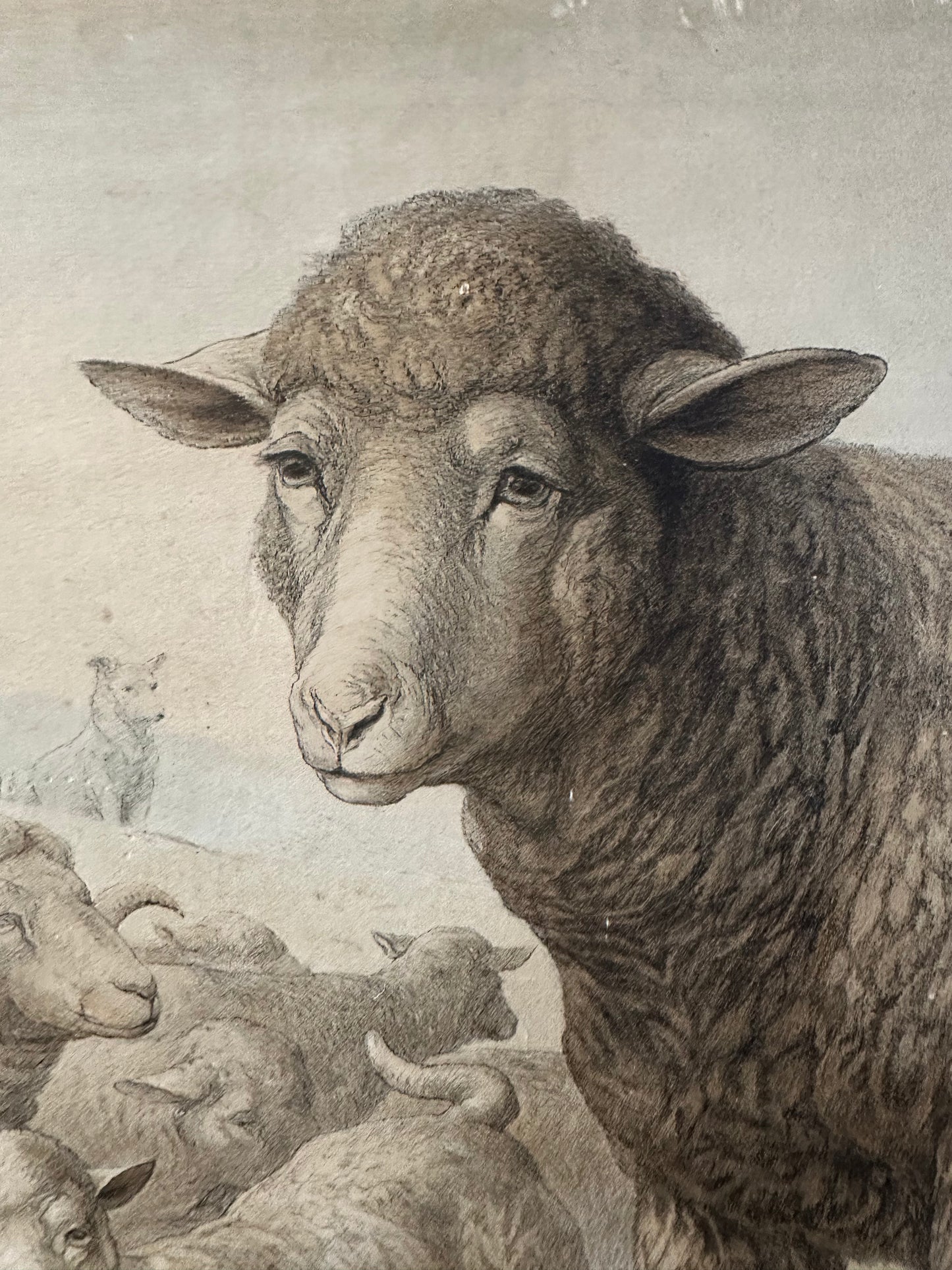 Les moutons