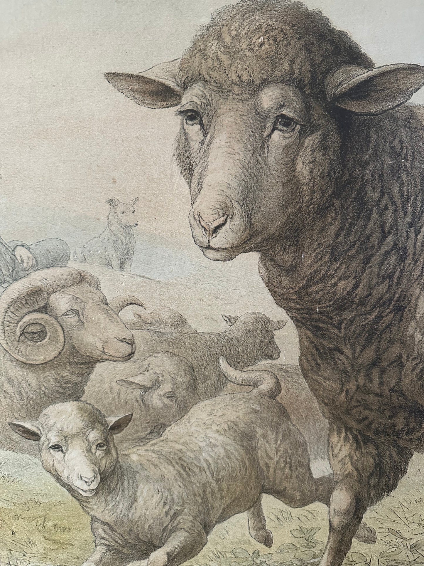 Les moutons