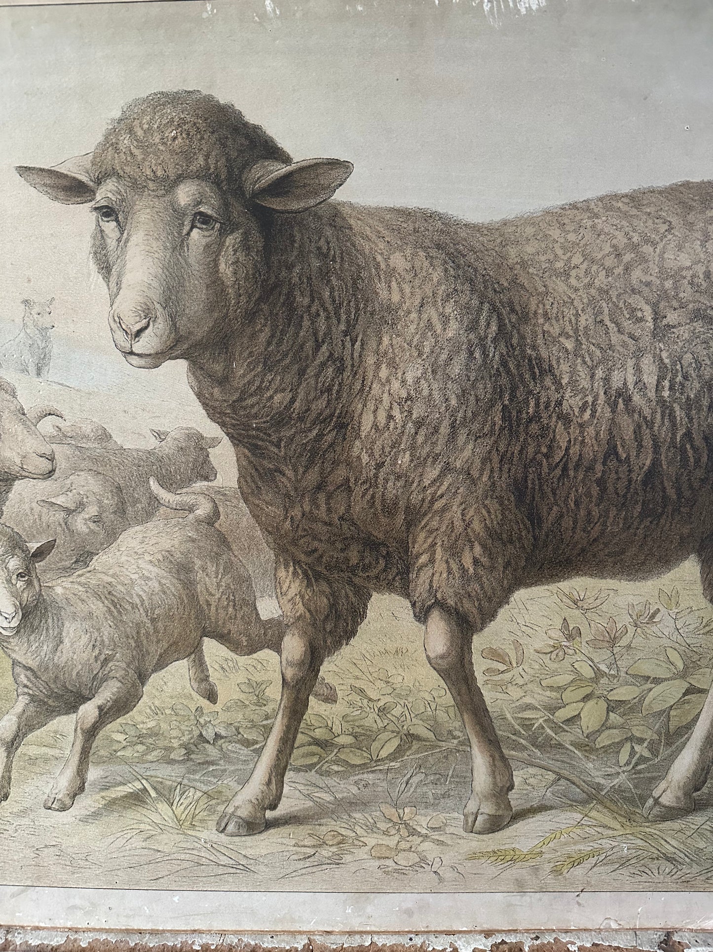 Les moutons
