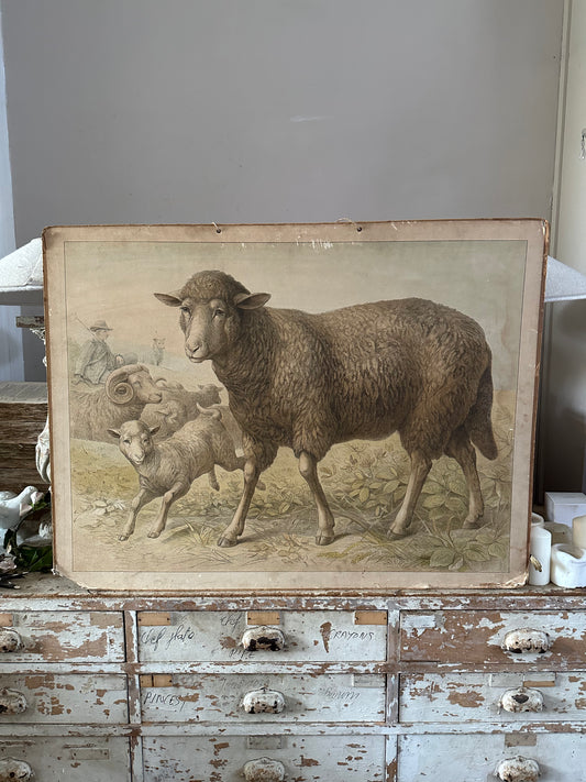 Les moutons