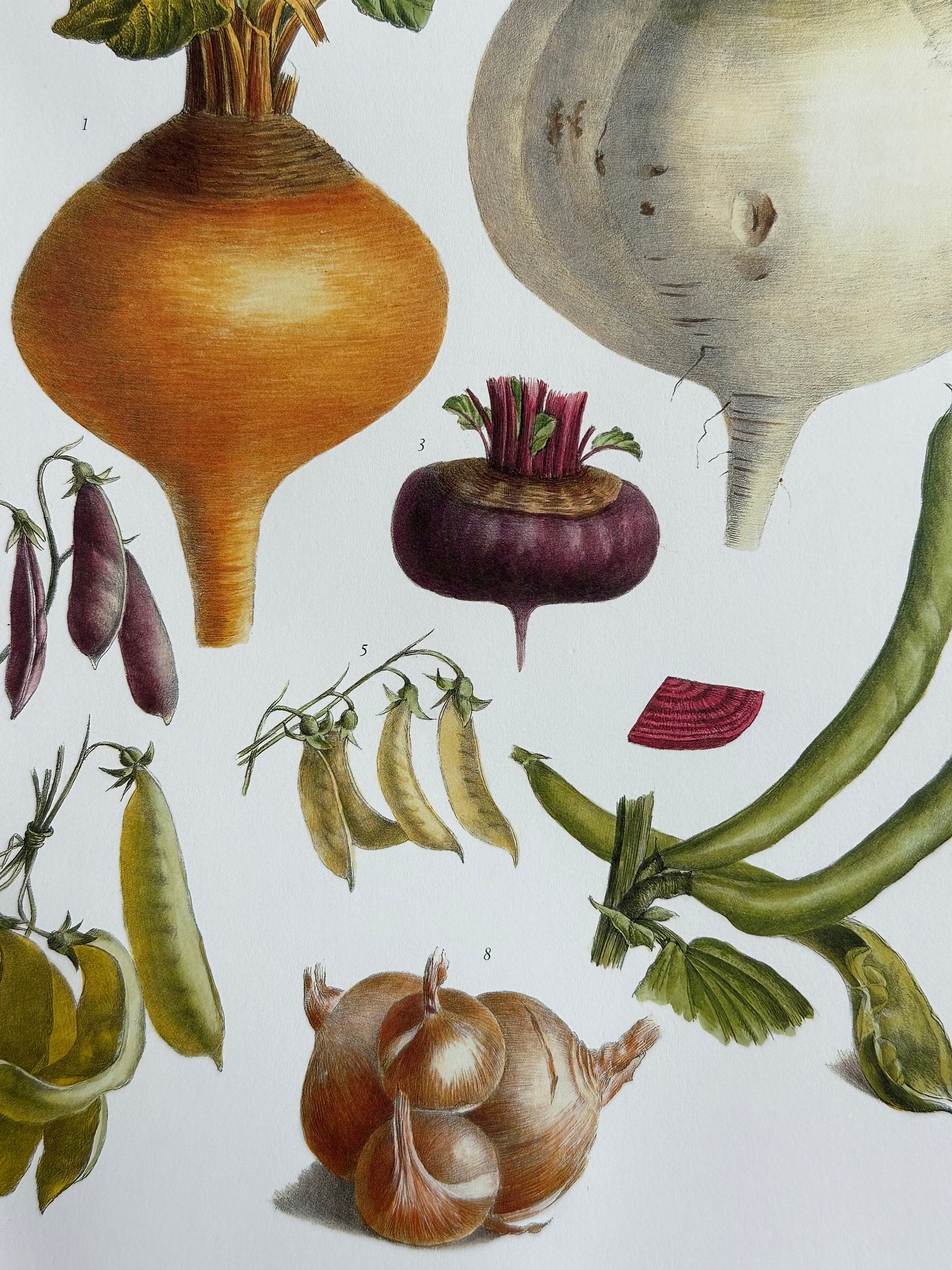 Planche légumes